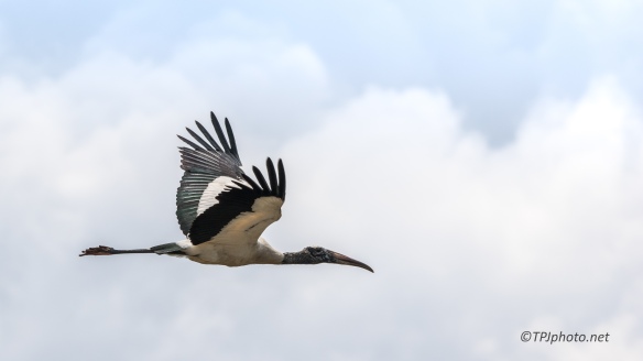 Wood Stork In Flight - Click To Enlarge