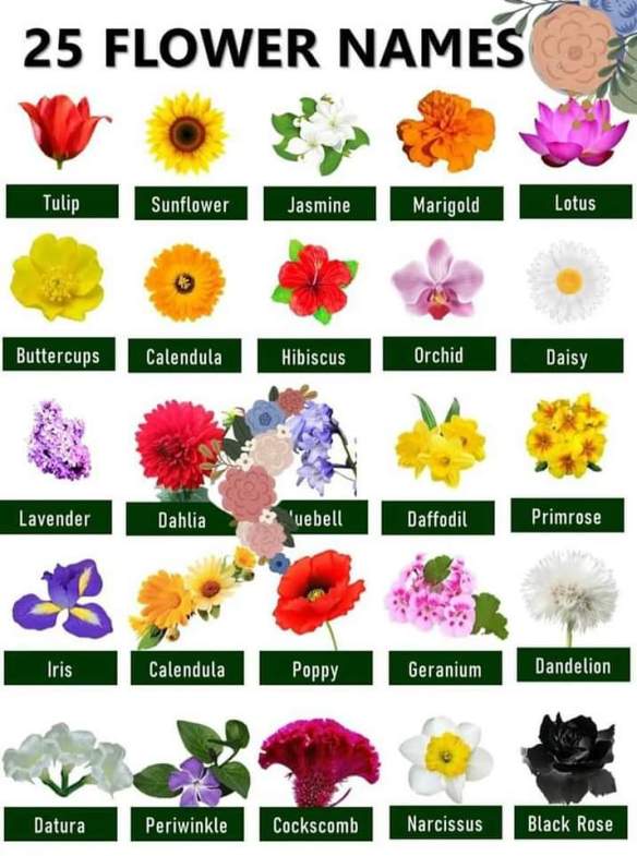 25 Flower names | All About Writing and more